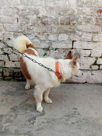 Russian dog male for sale