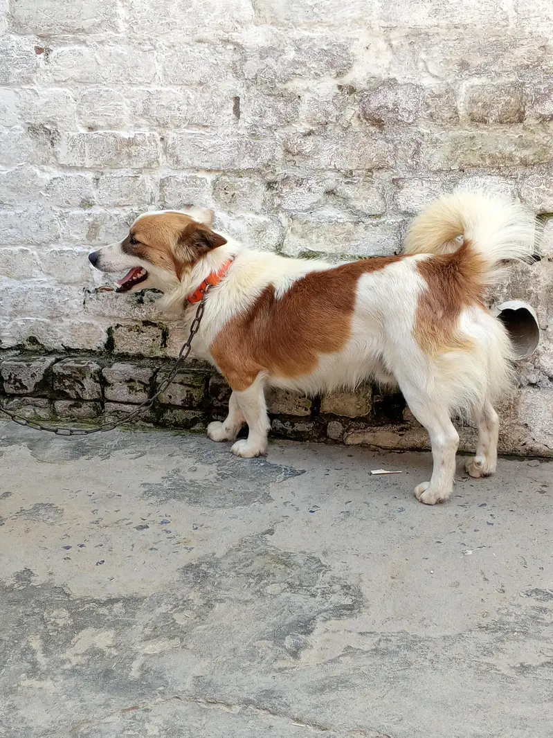 Russian dog male for sale — photo 3