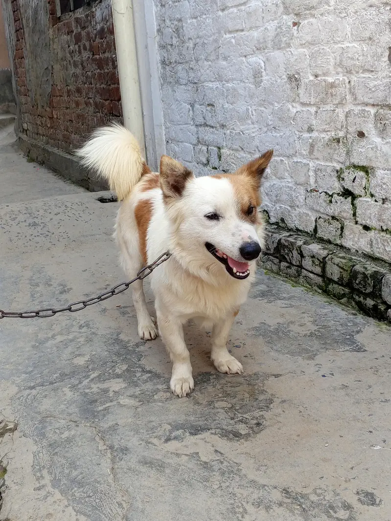 Russian dog male for sale — photo 5