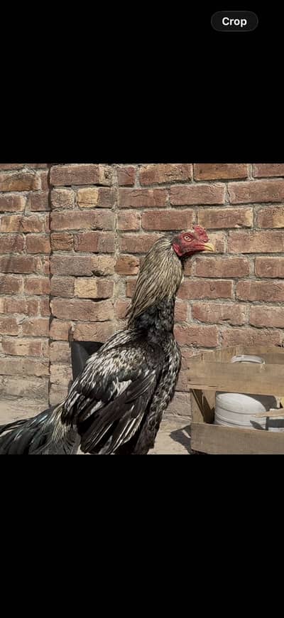 Assel kamaliya blood line