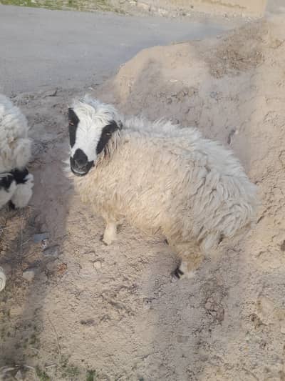 دنبہ برائے فروخت