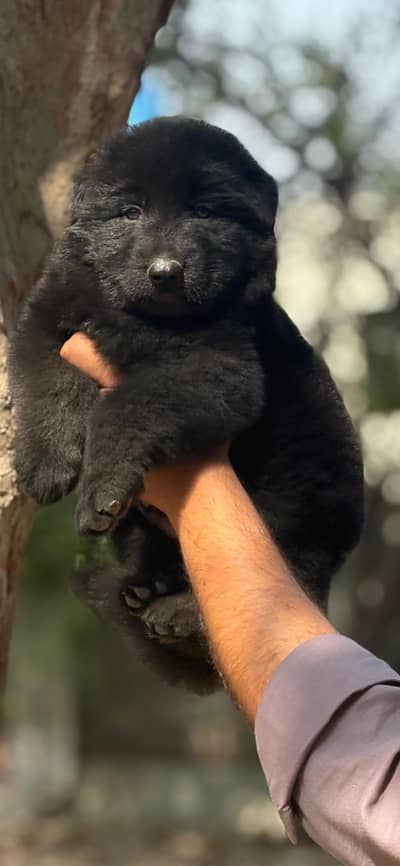 Extreame Quality Black Germon Shepherd Male puppy
