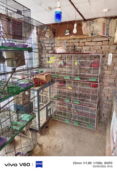 Goldien finch common  split. Bengalis finch snow  Budgiee Hogoromo