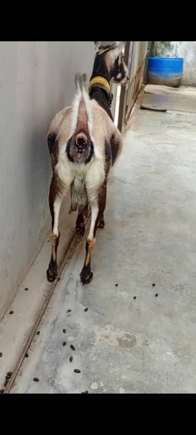 Galmori female for sale