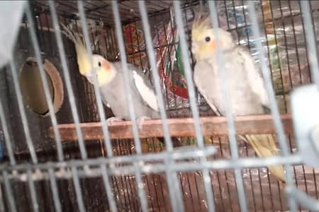 200% breeder piar 4 5 chiks average