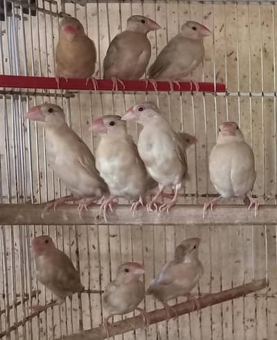 Fawn Java Chicks --- 03340998210