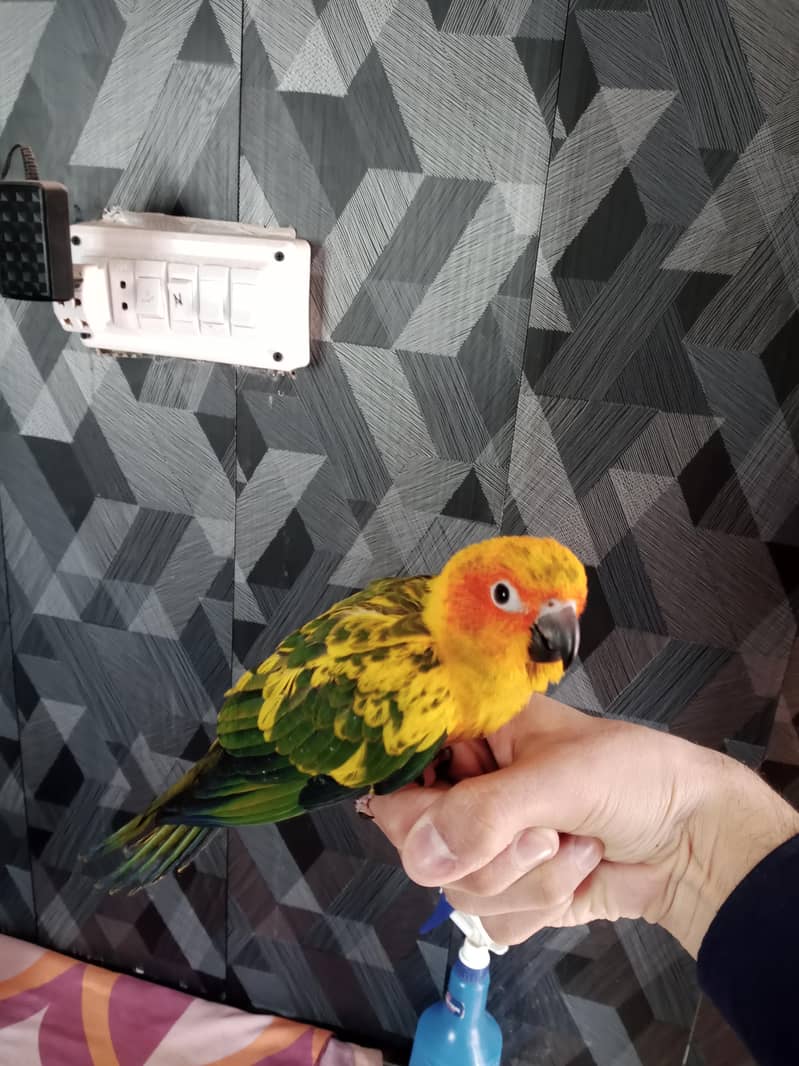 Raw chick and sun conure available. . . . 1