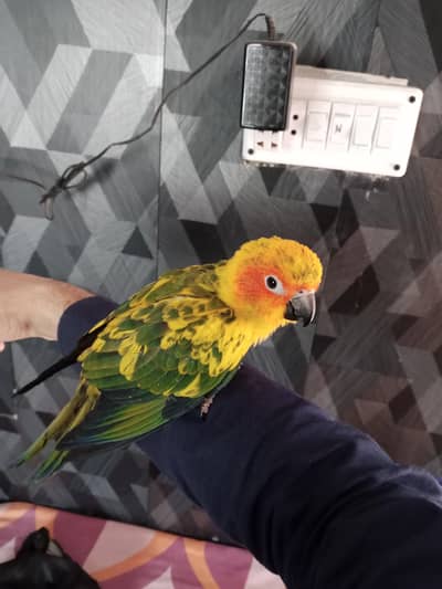 Raw chick and sun conure available. . . .