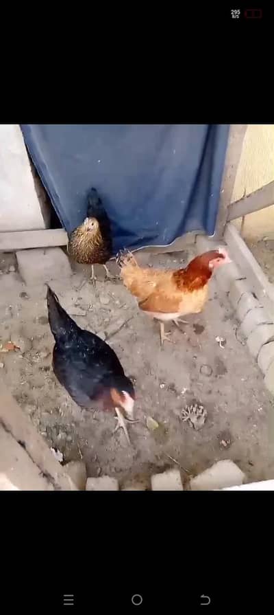 desi murghya for sale