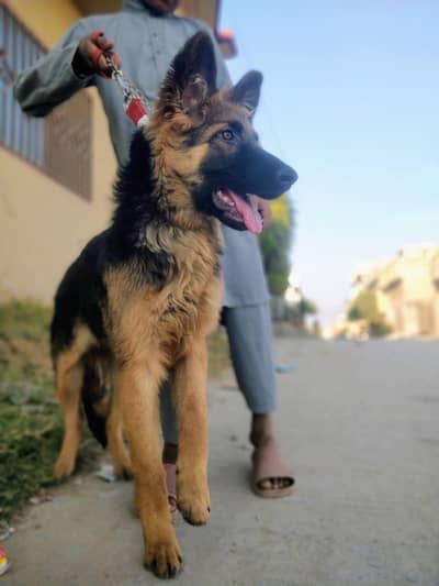 I am Selling My Jerman shepherd Female Dog