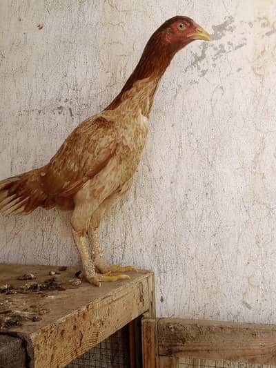 Pure mianwali peeli murghi