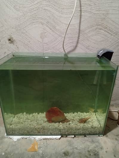 aquarium for sale