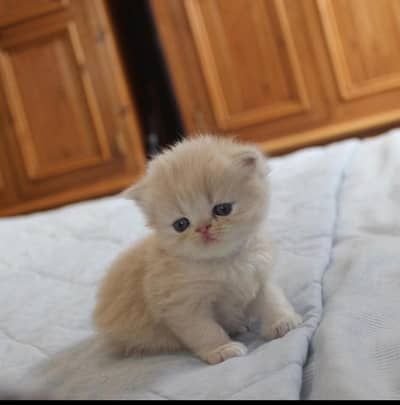 kittens available  ( 03036848866 )