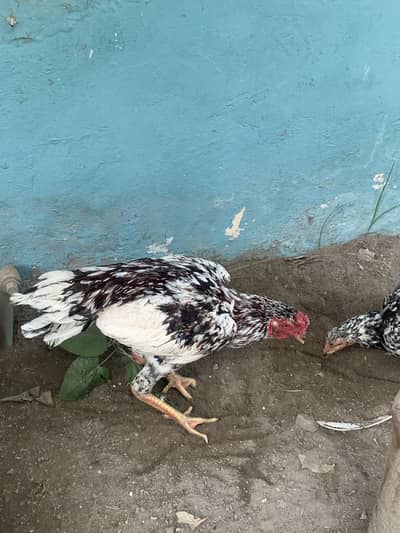 Cheena pair /Quality birds/ Aseel