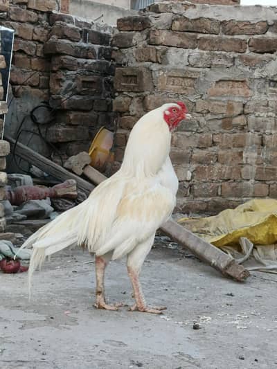 aseel heera for sale location chakwal