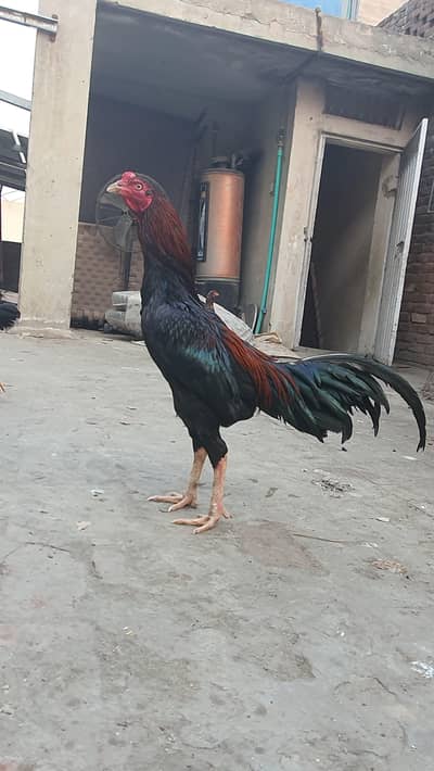 urgent sale full setup