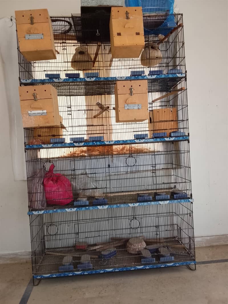 Fawn Java Breeders pairs 3