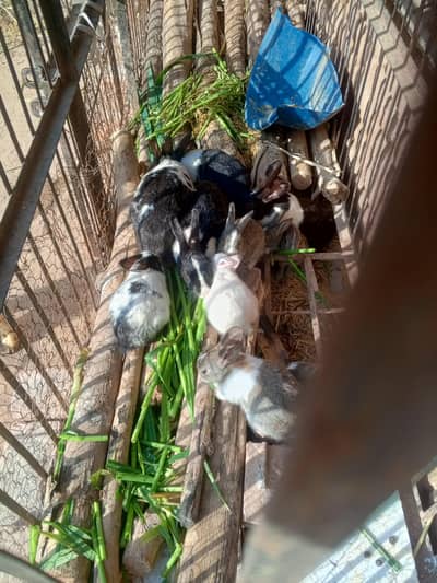 2 Monts rabbit Bunny 1000 Ka 1