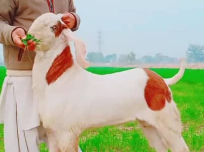 gulabi bakra for Sale Call number 03415954390