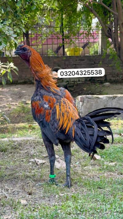 Dragon Pakoyai 03204325538