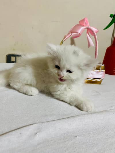 Persian kittens