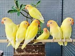 Parblue opaline green opaline Cremino decino albino