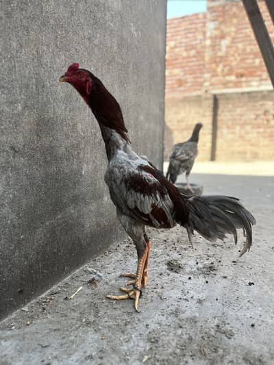 Pure Thai Fowl aseel chicks