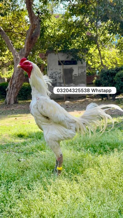 Pakoyai Dragon 03204325538