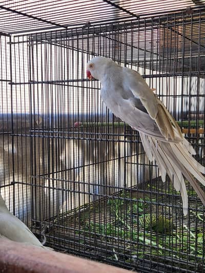 white and silver pair and yellow pair