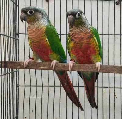 Yellow sided  Conure