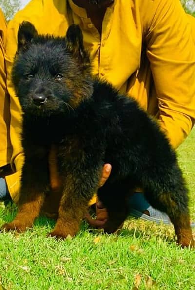 German shepherd long cout mail 2 mahnt for sale active and healthy