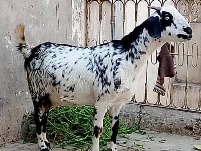 Gabban Bakri Full Tyar