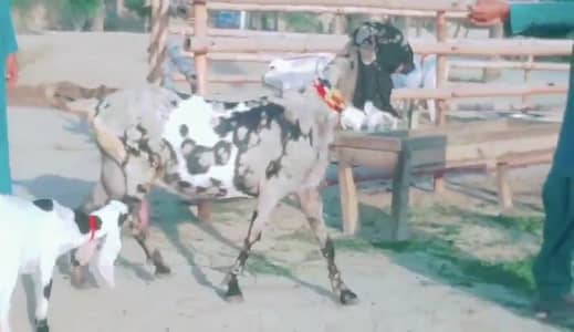 desi Bakri for for Sale Call 03415954390
