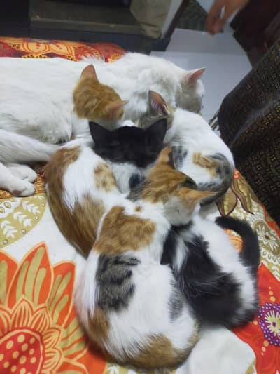 urgent sale of 4 kitten and 1 cat