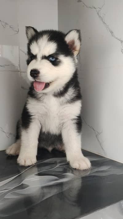 Siberian Husky puppies for sale. . . .