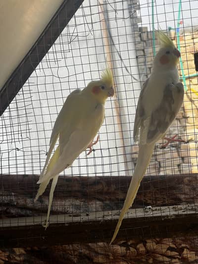 Cockatiel