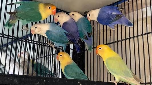 Parblue opaline green opaline Cremino decino albino