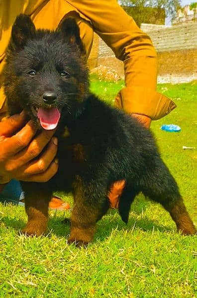 German shepherd long cout mail 2 mahnt for sale active and healthy