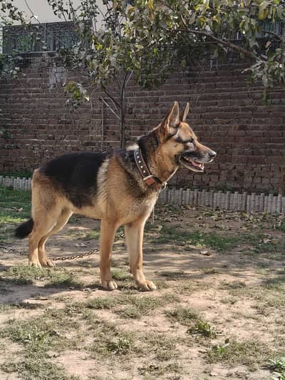 German shepherd male in single cote fully trained