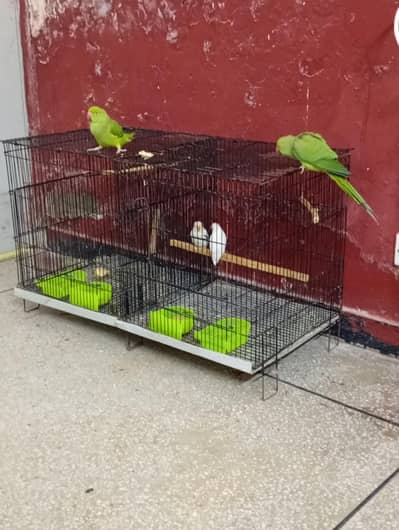 albino patha pair nd talking pair