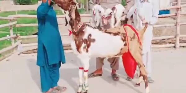 3 Bacchon Ka Sath Desi Bakri For Sale/ 03291198926