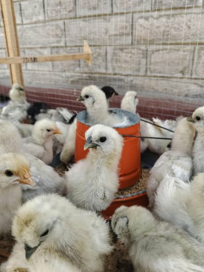 silkie,bentum,heavy buff, mili