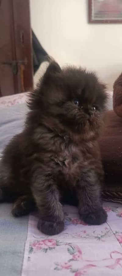 Pure Xtreme pumch  face male kitten