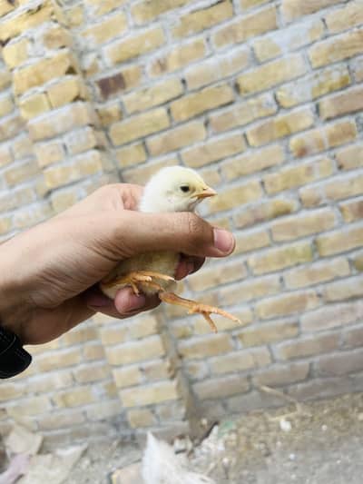 Aseel Cheni Madi With 9 Chicks