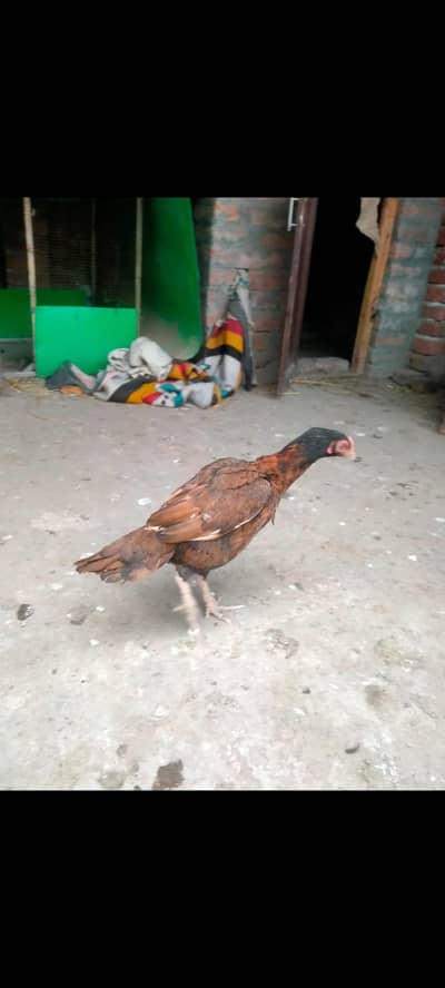 12 desi eggs  480 darjan and aseel murgi