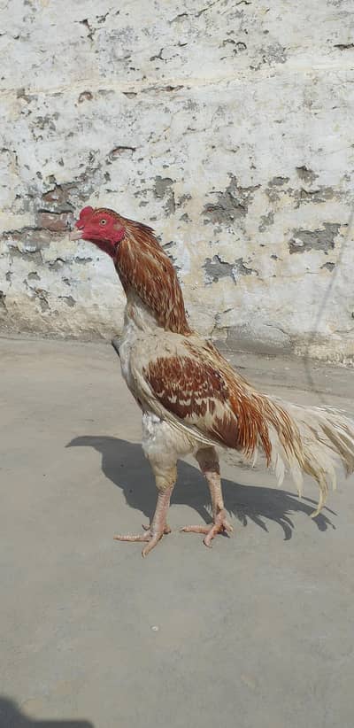 High quality bird 03175087917