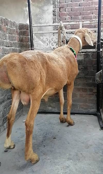 Big Size Top Quality Dumba