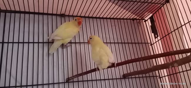 Decino Breeder Pair  For Sale phone no 03158695436