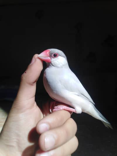 Full hand tame and breeder silver java finch available