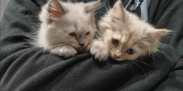 Kittens for sale